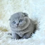 Muhtesem Top Kafa Gri Scottish Fold Yavrumuz