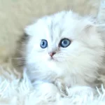 Ns11 Scottish Fold Longhair