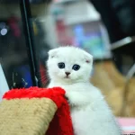 Muhteşem Yüz Hattına Sahip Silver Scottish Fold