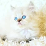 Mas mavi gözlü muhteşem british longhair ny1133