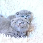 Muhteşem Top Kafa Gri Scottish Fold