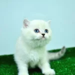Mas Mavi Gözlü Muhteşem British Shorthair