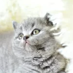 Muhtesem Guzellikte Gri British