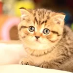 En Kaliteli Black Golden Ny24 British Shorthair