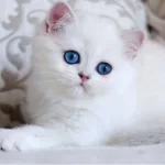 Pamuk Gibi Silver British Shorthair