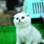 Yok Böyle Güzellikte Silver Scottish Fold