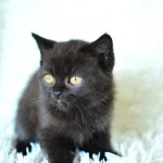 Göz Alıcı Koyu Kahve Rengi İle British Shorthair