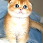 Buyuleyici Guzelligi Ile Golden Scottish Fold