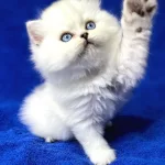 İpek Tüylü NS1133 British Longhair