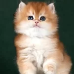 MUHTEŞEM KALİTEDE GOLDEN BRİTİSH LONGHAİR