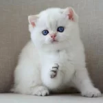 En Sakin Yavrularımızdan Ns1133 British Shorthair