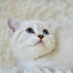 Sampiyon Soyundan Lynx British Shorthair