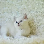 Persenses Gibi Ns1133 British Shorthair Yavrumuz