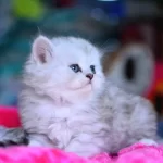 BABY FACE SİLVER BRİTİSH LONGHAİR