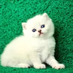 Süt Beyaz Si Lver Brti Sh Shorthai R Ns1133