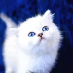 Boncuk Gozlu Silver British Shorthair Ns1133