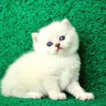 Sut Beyaz Silver Brtish Shorthair Ns1133