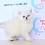 Muhtesem Yuz Hattı Silver British Shorthairns1133