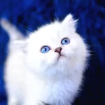 Boncuk Gözlü Silver British Shorthair Ns1133