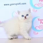 Muhteşem Yüz Hattı Silver British Shorthair