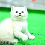 Mas Mavi Gozlu Ny1133 British Shorthair