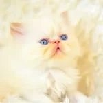 Sıfır Burun Muhtesem Kalite Iran Persian