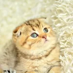 Topac Kafa Golden Scottish Fold