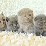 Muhtesem British Ve Scottish Yavrular