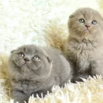Persenses Gibi Ns1133 British Shorthair Yavrumuz
