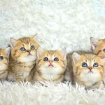 Show Clas Golden British Shorthair