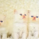 Mas Mavi Gozlu Beyaz Iran Persian Yavrularımız