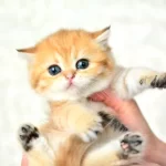 Sampiyonluk Soyundan Ny11 Golden British Shorthair