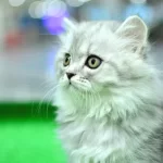 ORJİNAL SOY BELGELİ  NS25 BRTİSİH LONGHAİR