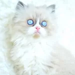 MAS MAVİ GÖZLÜ RAGDOLL YAVRUMUZ