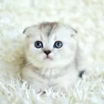 Muhteşem Silver Scottish Fold