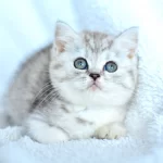 Kalitede British Shorthair