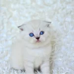 Show Kalite Silver Ns1133 Scottish Fold Yavrumuz