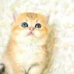 Şampiyon Soyundan Ny 11 Golden British Shorthair