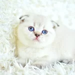 Yok Böyle Güzellikte Silver Scottish Fold