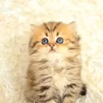 Show Kalite Golden NY25 British Longhair