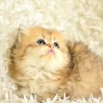 Show Kalite Golden NY25 British Longhair