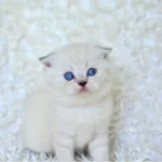 Show Kalite Silver Ns1133 Scottish Fold