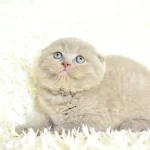 Topac Kafa Lilac Scottish Fold