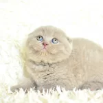 Topaç Kafalı Lac Scottish Fold