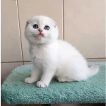 Bebişim Silver Scottish Fold