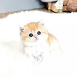 Sarı Kürklü Golden British Shorthair