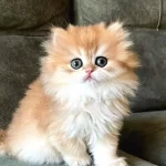 Golden Yeleli British Longhair yavrumuz