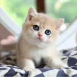 Dikkat Çeken By Golden British Shorthair