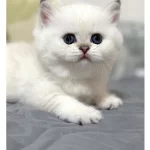 Bal Yanak Silver British Shorthair Ns1133