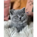 Kara Kuzum Gri British Shorthair